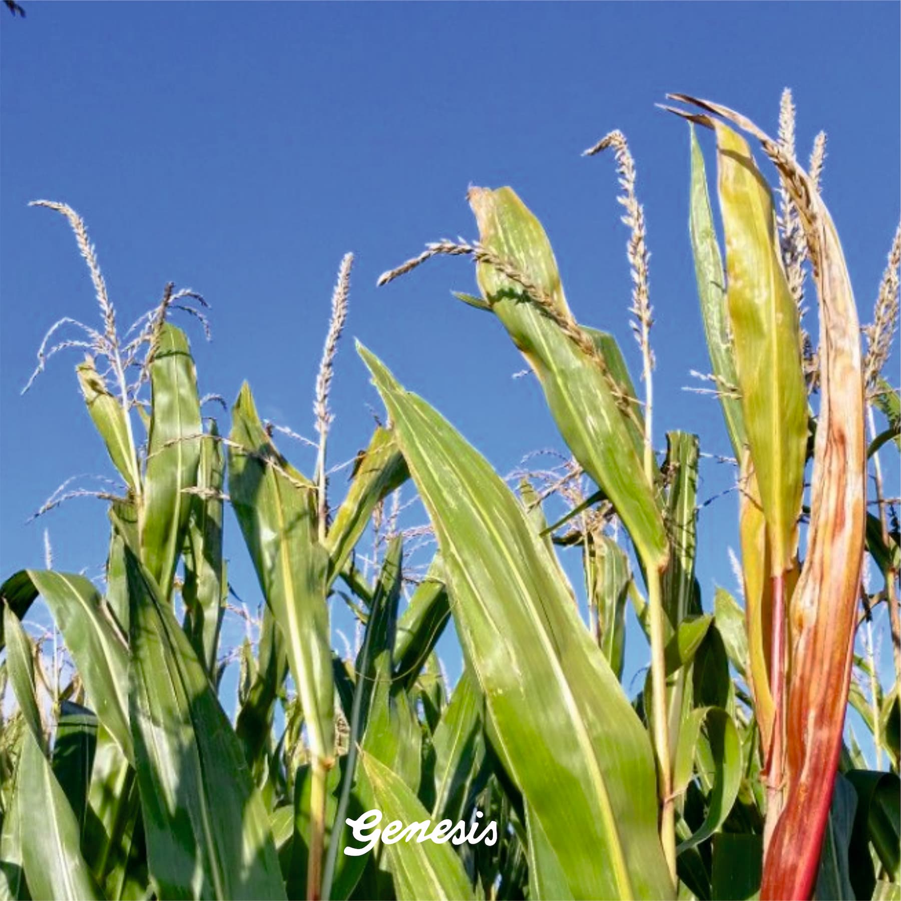 VIRIDIS® - CORNWASTE VEGANES LEDER 